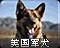 美国军犬图标